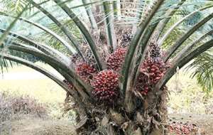 Ripe palm fruits on a palm tree
