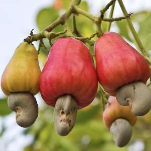 Tree Crops Development Authority dismisses GH¢25 cashew price claim