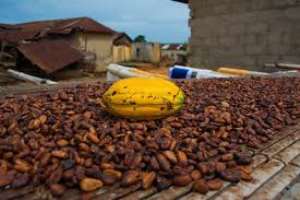 Cocoa Floor Price: Civil Society Group Commends COCOBOD