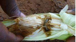 Fall Army Worms hit 11 districts in the Upper West Region