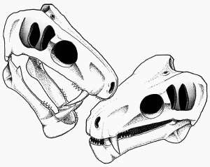 A reconstruction of face-biting gorgonopsian skulls. - Source: Sophie Vrard, Creaphi