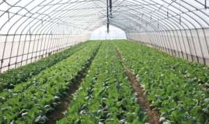 Transforming Africa's Agriculture Through Greenhouse Farming: Case Study Of Ghana