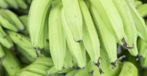 Green Plantain- contains about 80% resistant starch