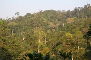Asewa Forest Is no-Go Area
