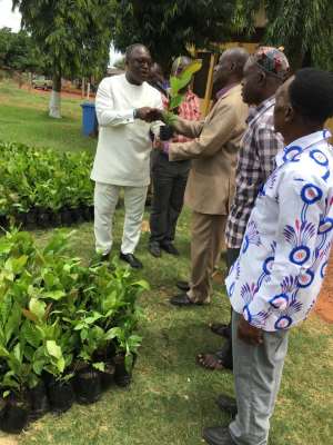 Techiman MCE Distributes 280,000 Poly- Clonial Cashew Seedlings To 1,000 Farmers