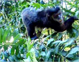 Brazil monkeys stare extinction in the face