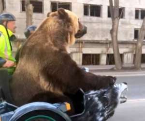 Massive bear shocks drivers with casual motorcycle ride