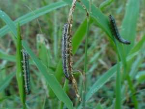 Malawis farmers battle armyworms