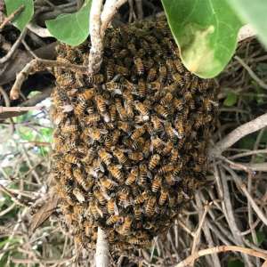 One dead, fire officer hospitalised after bee attack at Quarry Site inSokode Gbogame