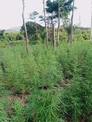 Police destroy 11 cannabis farms in Volta Region anti-drug operation