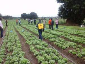 Vegetable Farmers Tasked To Form Groups