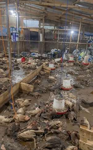 Floods left only one chicken alive – Dawhenya poultry farmer cries out for help