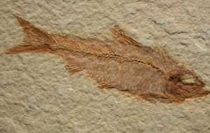 Fossil Of Fishes Found On Mountains... The Hard Truth Science Is Dodging!