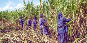 Sourcing sugarcane from Twifo Praso for Komenda Sugar Factory is an anomaly — GFL President