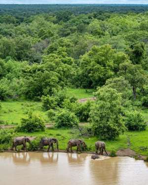The Last Wild Place On Earth Is Dying, And Ghanas Own Forests Are Next In Line