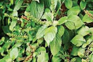 A Ghanaian Discovery: Can Scent Leaf (Nunum) Be the Future of Eco-Friendly Hand Sanitizers?