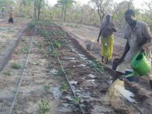 Gushegu: Dry Season Gardening Proving Positive