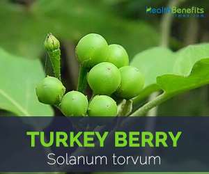 Turkey berry facts and health benefits
