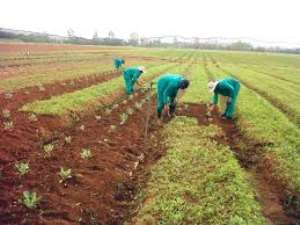 Only 59 per cent of farmers apply inorganic fertilizer - Study