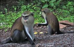 Tafi Atome Monkey Sanctuary Seeks Support To Construct Recreational Facilities