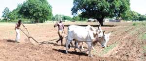Prolonged dry spell threatens farming season in Upper East Region
