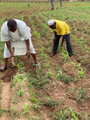 Bawku: Hassan Ayariga Join Farmers To Display His Farming Skills