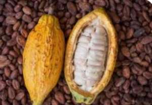 Cocoas Great Crash: How the World Price Collapse Is Crushing West African Farmers