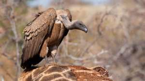The vultures protect our environments from epidemics free of charge
