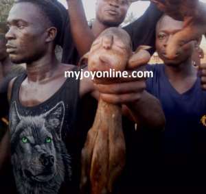 Panic in Ahafo Ano South as lamb with 'human face' is born