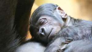 A supposedly male gorilla suddenly gives birth to baby