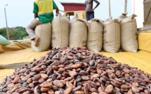 Government set to announce new cocoa price — But cedi strength could keep a lid on it