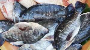 Ban On Tilapia Import To Boost Local Production
