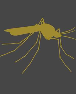 Civil Society Denounces the Release of GM mosquitoes in Burkina Faso