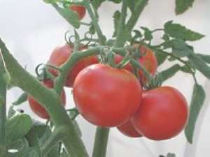 Livelihood of tomato farmers in UER under threat