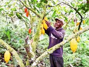 Cocoa Farmers will always be poor