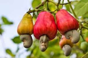 Best cocoa farmer advocates the establishment of cashew Board
