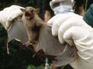 Bats are specially bred by the US military scientists to carry and spread Ebola virus in Africa