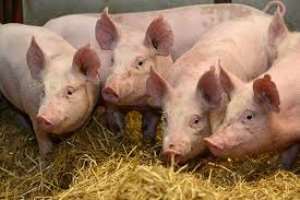 A New Strain Of Flu With 'Pandemic Potential' Has Been Found In Pigs