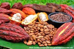 Ghana to boost cocoa production
