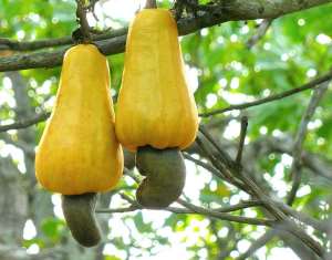 Covid 19: Cashews fruit boost immunity  fight Hypertension
