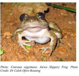 Another New Frog Species discovered in Atewa Range Forest Reserve