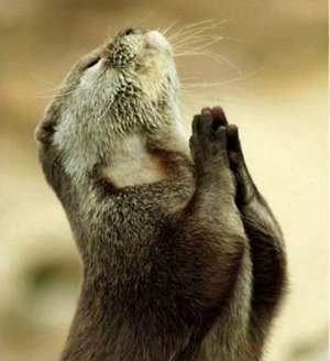 A beaver in a prayerful mood