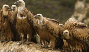 How a Cattle Painkiller Wiped Out Indias Vultures and Cost Half a Million Human Lives