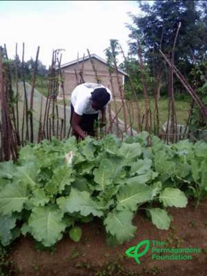 Fresh vegetables, grown at home in Rwanda. Photo credit: The Permagardens Foundation