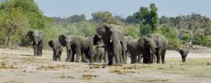 Today is World Elephant Day, but elephants have little to celebrate