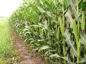 Ghanas Agriculture in Perspective
