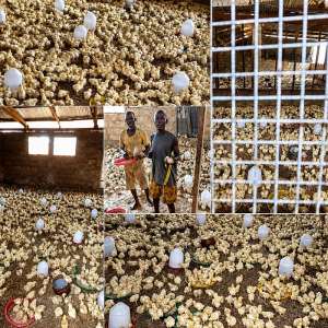 Farmerappeals forpoultryprocessingplant in Asene Manso Akroso