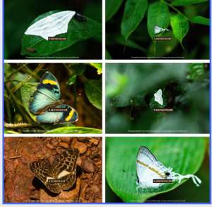 Atewa Forest: Ghana’s butterfly haven and a global biodiversity treasure