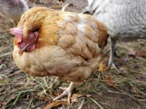 Eimeria species a Silent Poultry Parasite Threatens Ghana’s Agribusiness, Causing Massive Economic Losses
