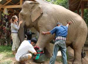 The 11-year-old elephant called Boon Mee injured from a landmine at the Friends of the Asian Elephant FAE Elephant Hospital in the Mae Yao National Reserve, Lampang, Thailand.